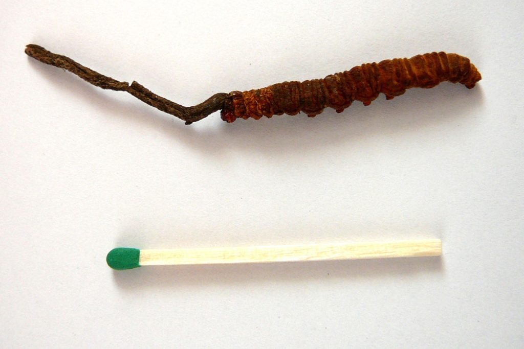 Cordyceps sinensis ljekovita gljiva energija imunitet
