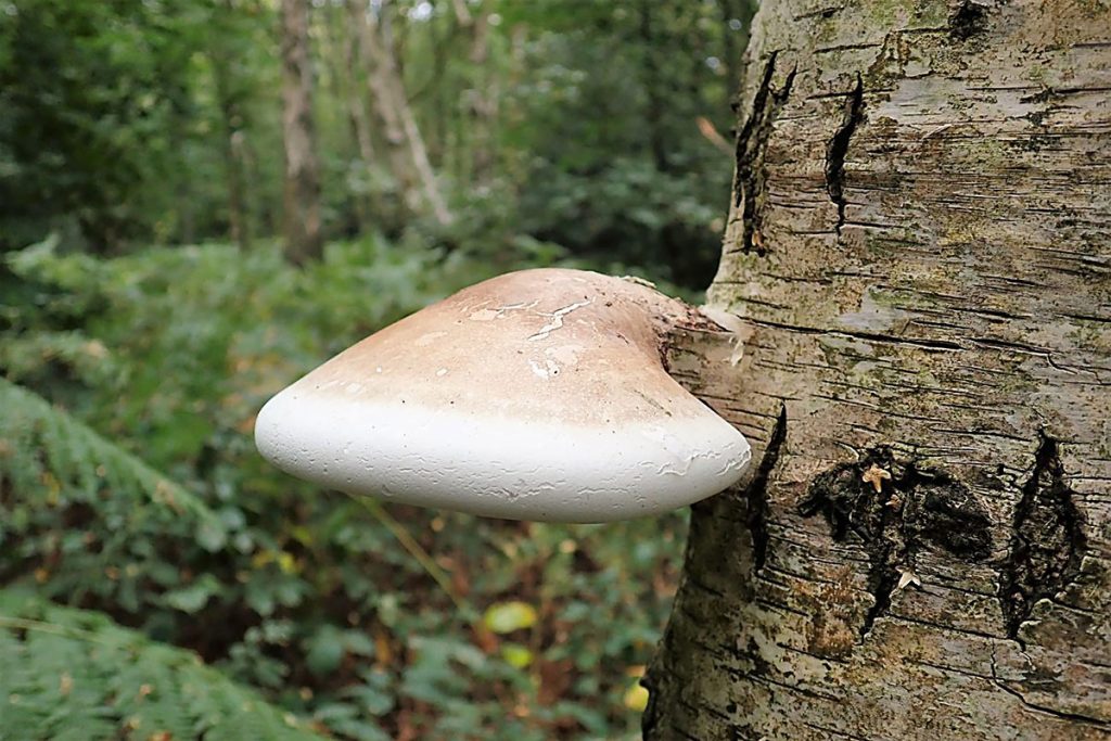 Fomitopsis betulina brezina guba ljekovita gljiva protuupalno djelovanje