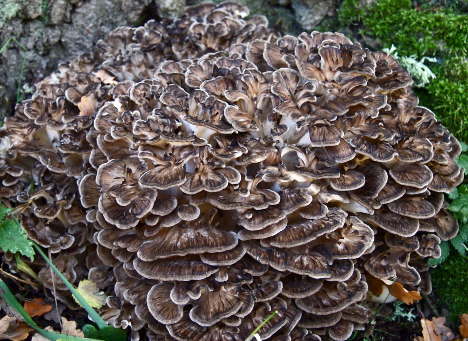 Maitake (Grifola frondosa) – ljekovita gljiva poznata po snažnom učinku na imunitet