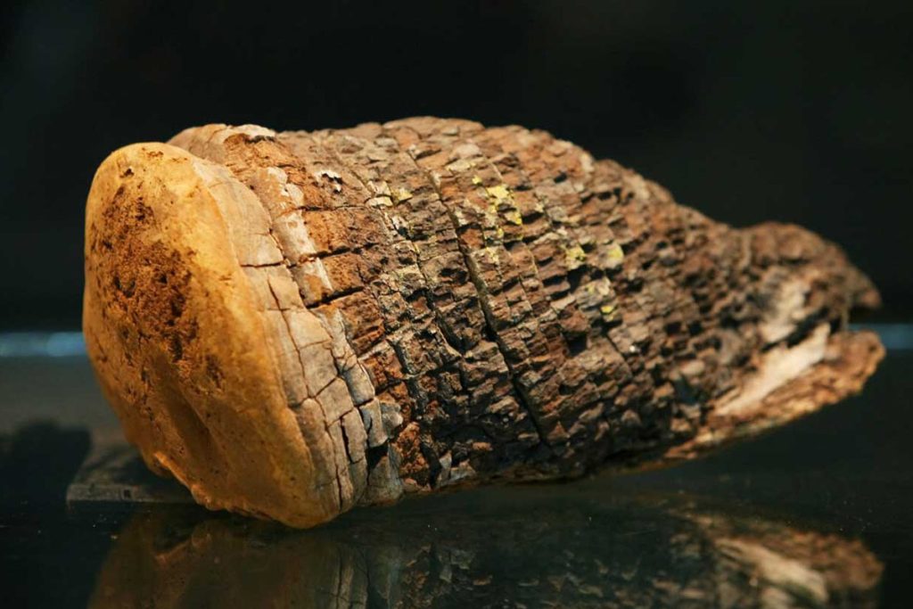 Phellinus linteus ljekovita gljiva antimetastatski potencijal