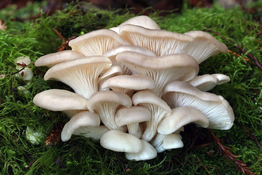 Pleurotus ostreatus bukovača ljekovita gljiva imunološko djelovanje
