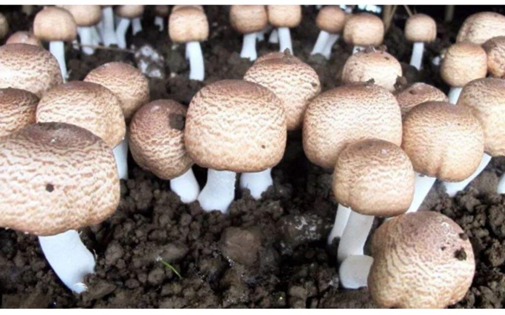 Agaricus blazei – ljekovita gljiva bogata bioaktivnim spojevima koja se intenzivno istražuje u mikoterapiji