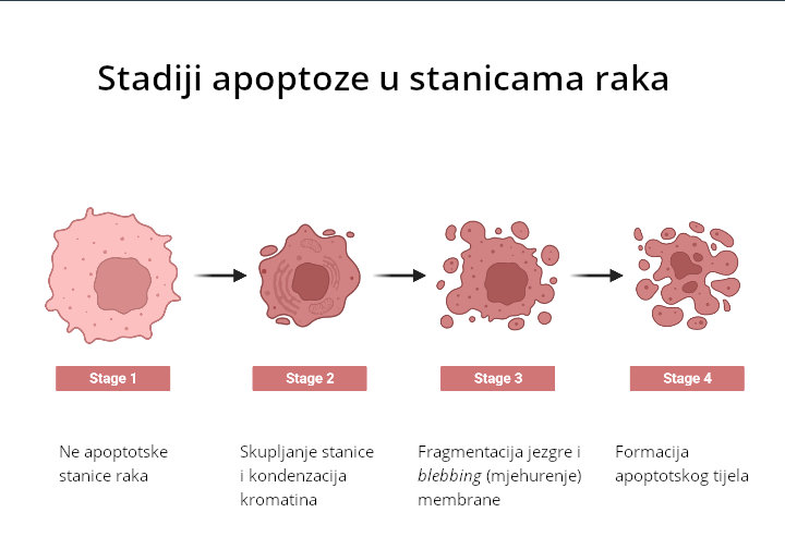 Apoptoza tumorske stanice – programirana smrt stanice
