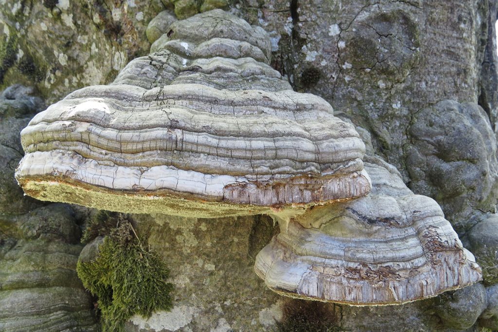 Fomes fomentarius kresivna guba ljekovita gljiva antioksidativno djelovanje
