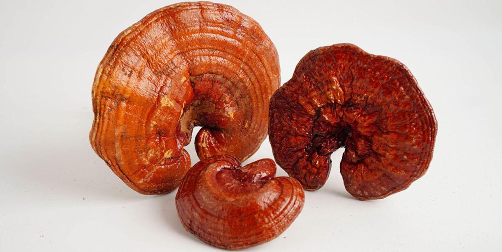 Ganoderma lucidum reishi ljekovita gljiva