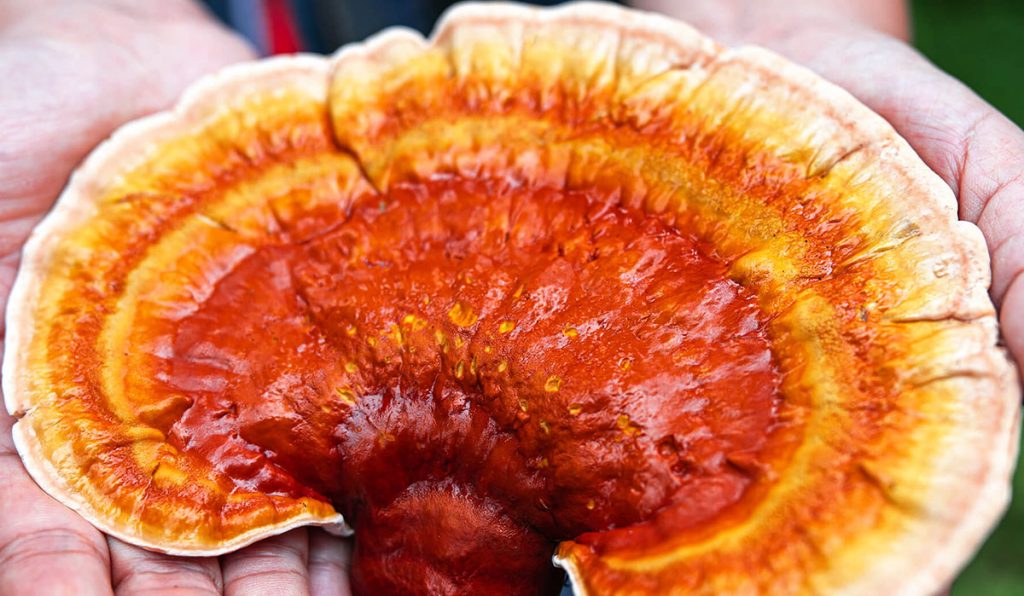 Ganoderma lucidum reishi ljekovita gljiva