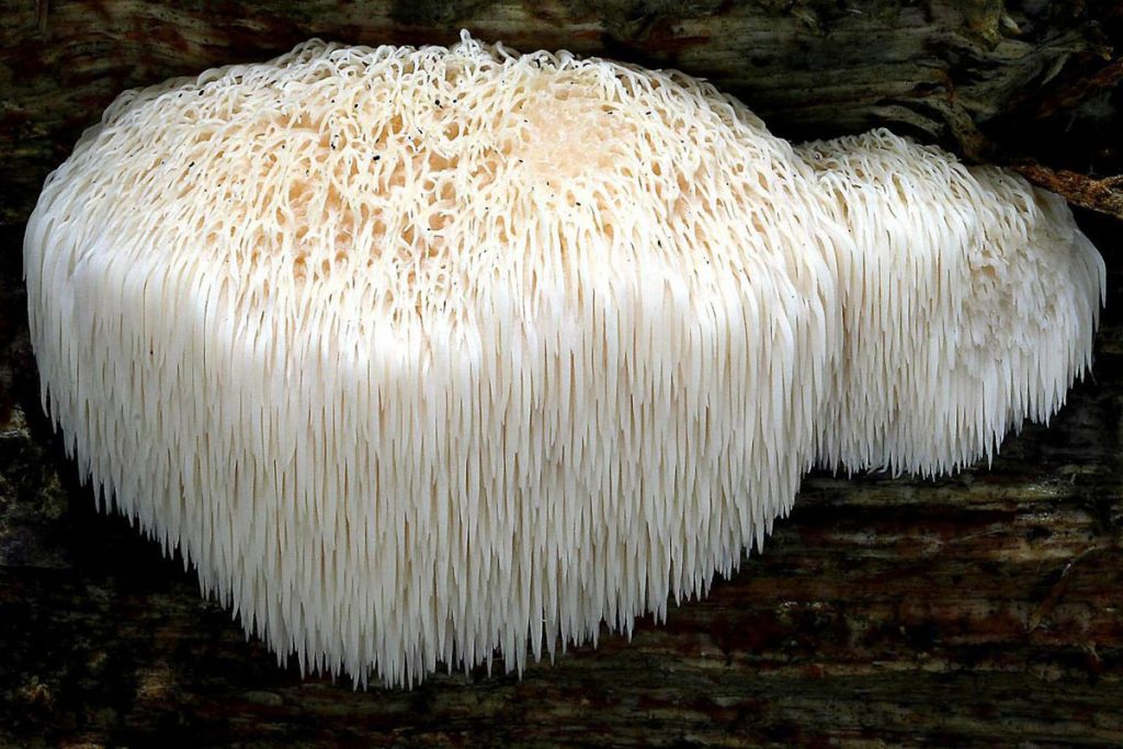 Hericium erinaceus lavlja griva ljekovita gljiva živčani sustav i rak