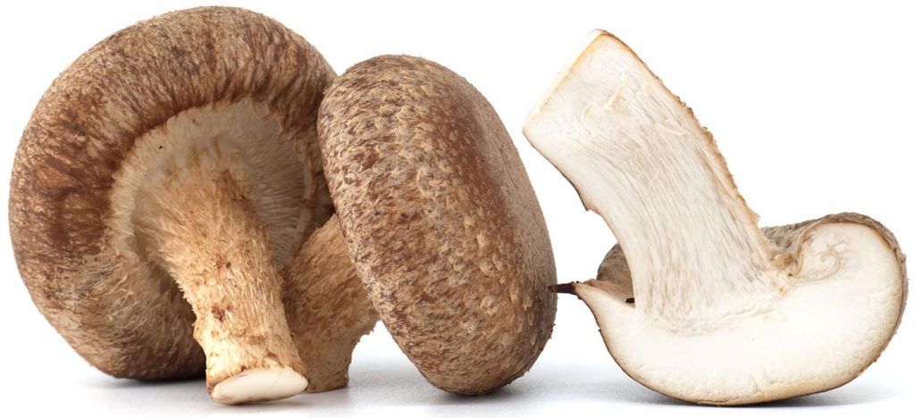 shiitake Lentinula edodes ljekovita gljiva lentinan