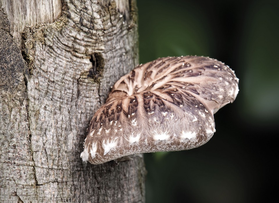 Shiitake (Lentinus edodes) – jedna od prvih ljekovitih gljiva istraživanih u onkologiji