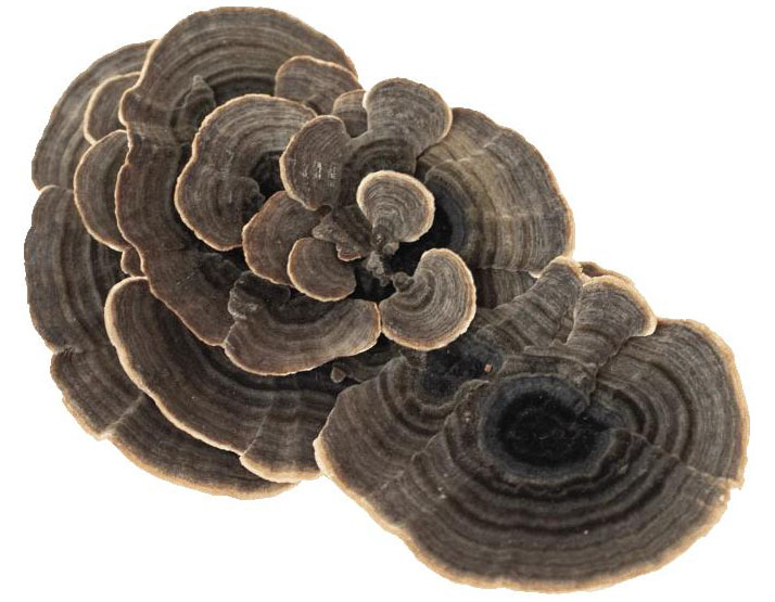 Trametes versicolor puranov rep ljekovita gljiva