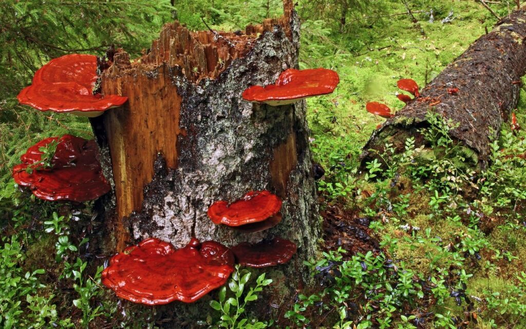 Reishi (Ganoderma lucidum) – najistraživanija ljekovita gljiva u kontekstu raka