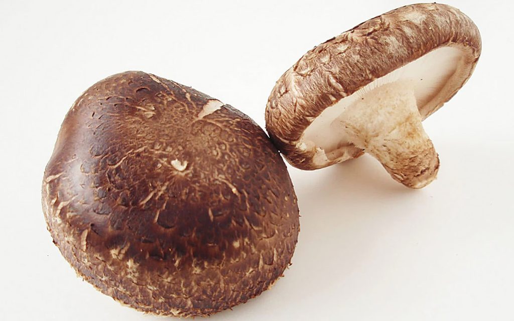 shiitake lentinan ekstrakt Lentinula edodes