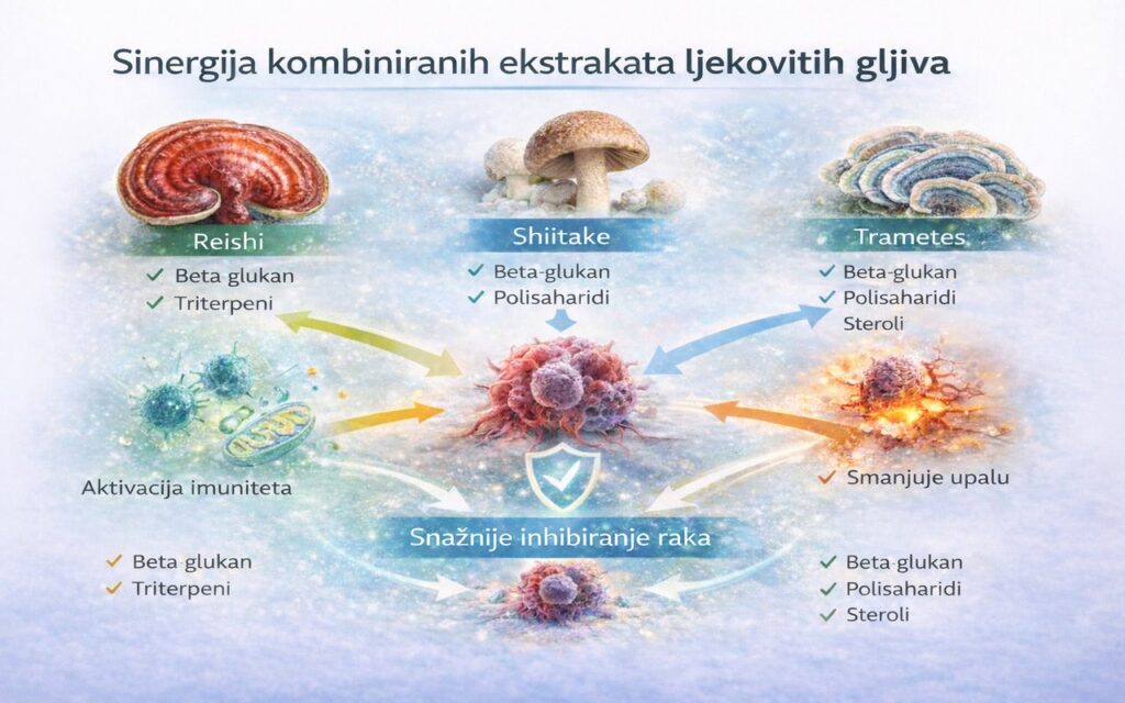 Sinergijsko djelovanje kombiniranih ekstrakata ljekovitih gljiva