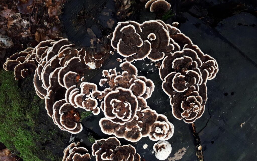 Trametes versicolor – ljekovita gljiva iz koje potječu spojevi PSP i PSK
