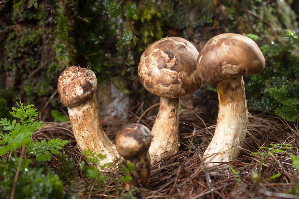 Tricholoma matsutake ljekovita gljiva imunološki učinak